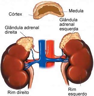 glândulas suprarrenais