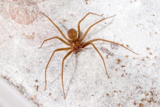 Para compreender o tratamento da picada de aranha marrom, primeiro é preciso entender seu comportamento.
