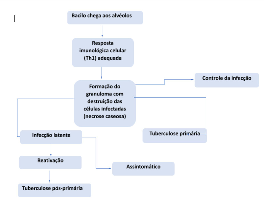 Como se dá a infecção pelo bacilo de Koch na tuberculose pulmonar.