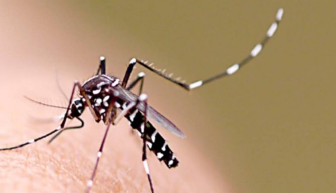 O mosquito Aedes Aegypti, causador da dengue hemorrágica