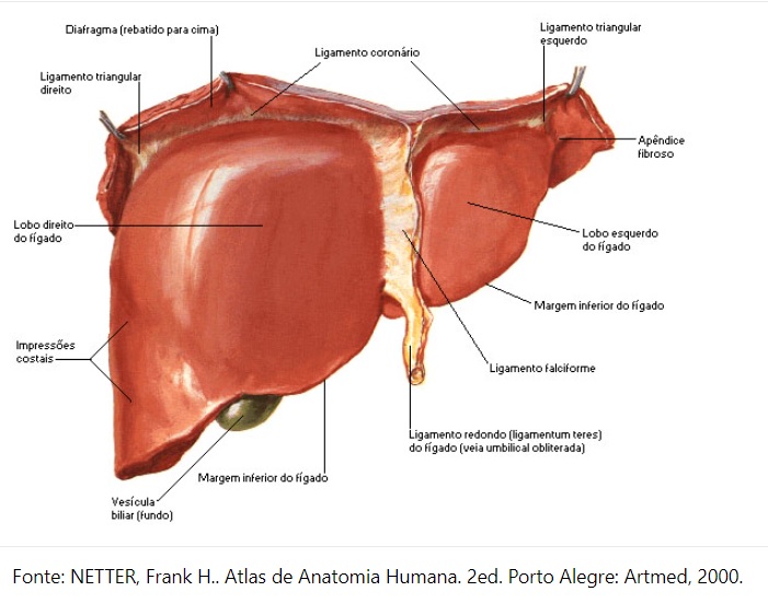 Hepatite fulminante: tudo que você precisa saber 