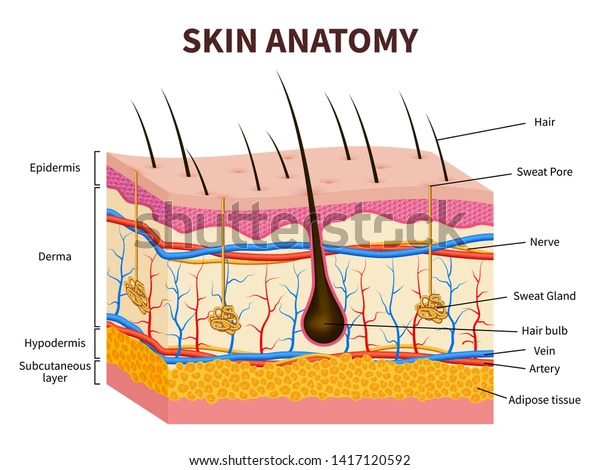 Anatomia da pele, onde ocorre a erisipela.