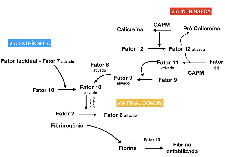 Fluxograma dos fatores de coagulação