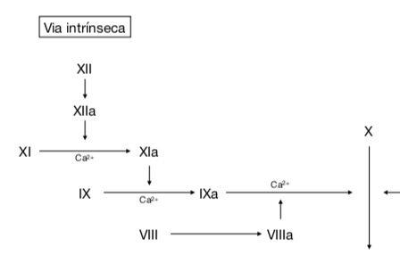 Esquema de cascata de coagulação por via intrínseca.