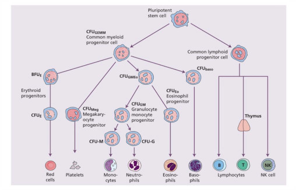 imagem ilustrativa leucemia aguda