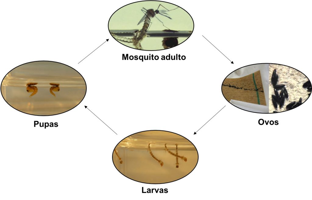 Ciclo de vida do Aedes aegypti. A fêmea deposita, em reservatórios de água, os ovos (semelhantes a pontos pretos), que se fixam nas paredes dos recipientes, até que sejam submersos e se transformem em larvas, pupas e, finalmente, mosquitos adultos.