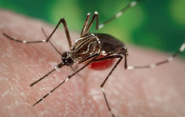 Mosquito Aedes aegypti, que causa o ciclo da dengue. Possui uma cor escura, com linhas brancas nas patas e uma marcação branca no corpo, em formato de lira (instrumento musical), como visto na imagem.