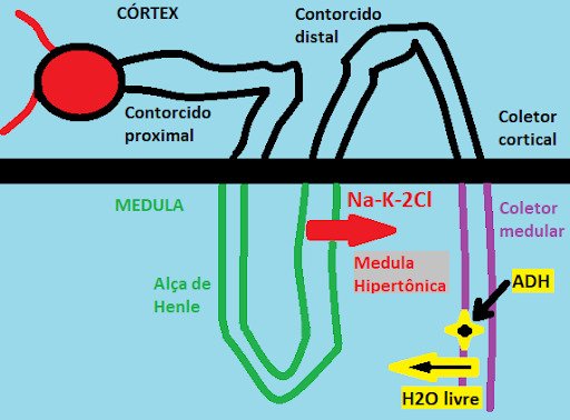 Confira a imagem 2 associada ao assunto da hiponatremia! 