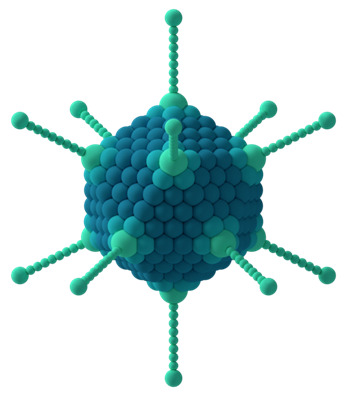 O adenovírus é responsável não pela conjuntivite bacteriana, mas sim pela conjuntivite viral!