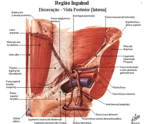 Hérnia Inguinal – Instituto InVideo