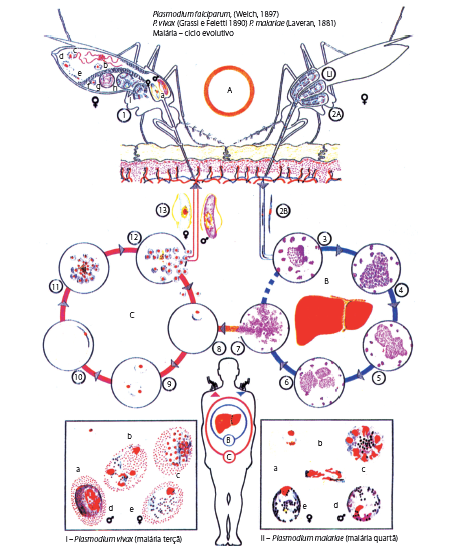 Figura 1 – Ciclo evolutivo da malária.