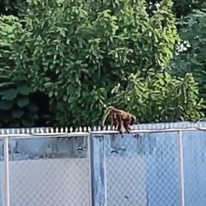 Macaco volta a aparecer no bairro Bacuri