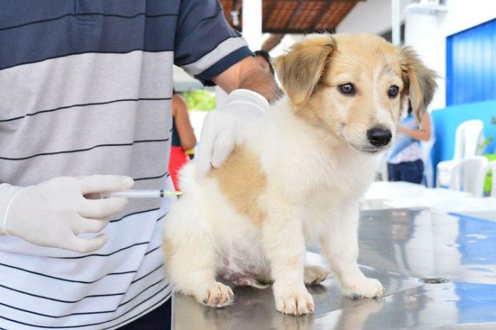 Cães e gatos serão vacinados contra a raiva nesta sexta