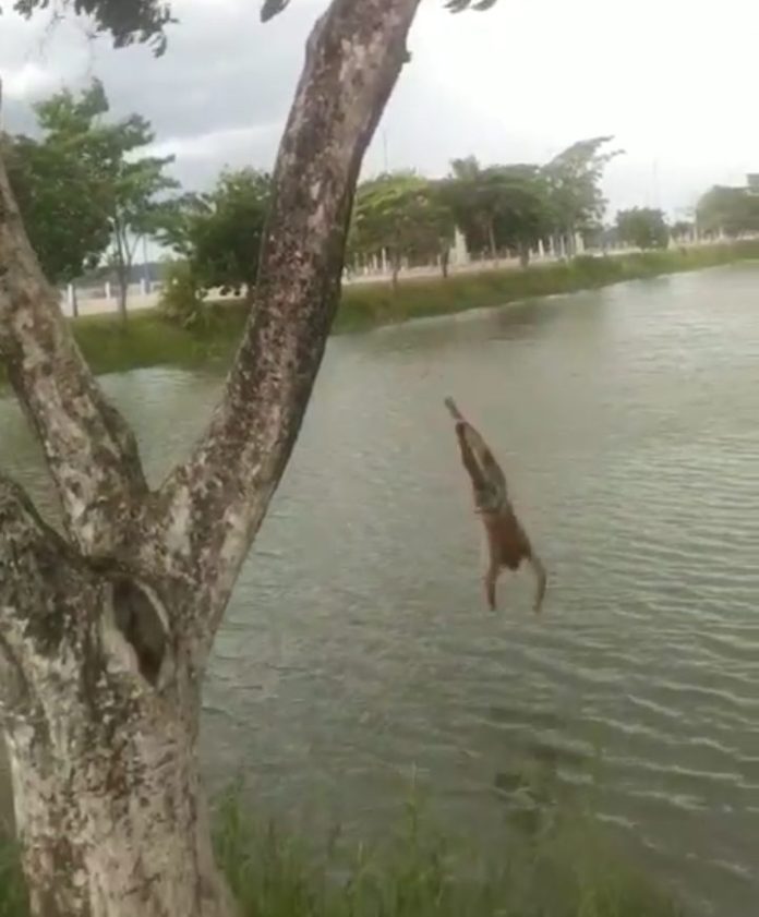 Prática de nadar na lagoa da Beira Rio é perigosa