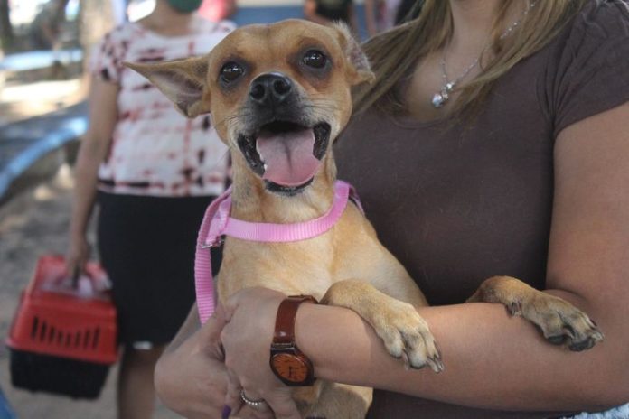 Vacinação contra a raiva em cães e gatos continua nessa sexta-feira