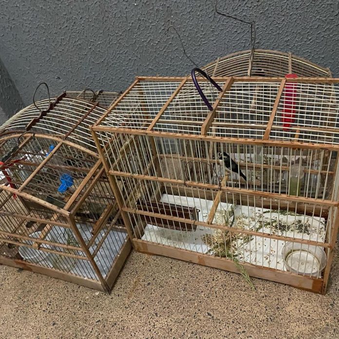Homens são presos por cativeiro de pássaros e tráfico de drogas