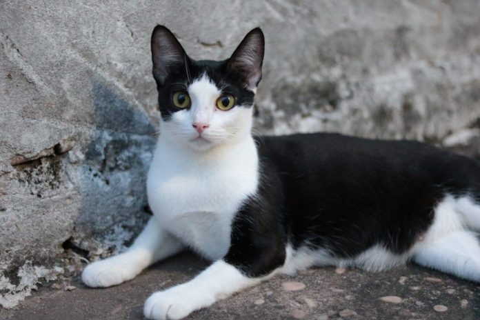 Vacinação contra raiva para cães e gatos continua