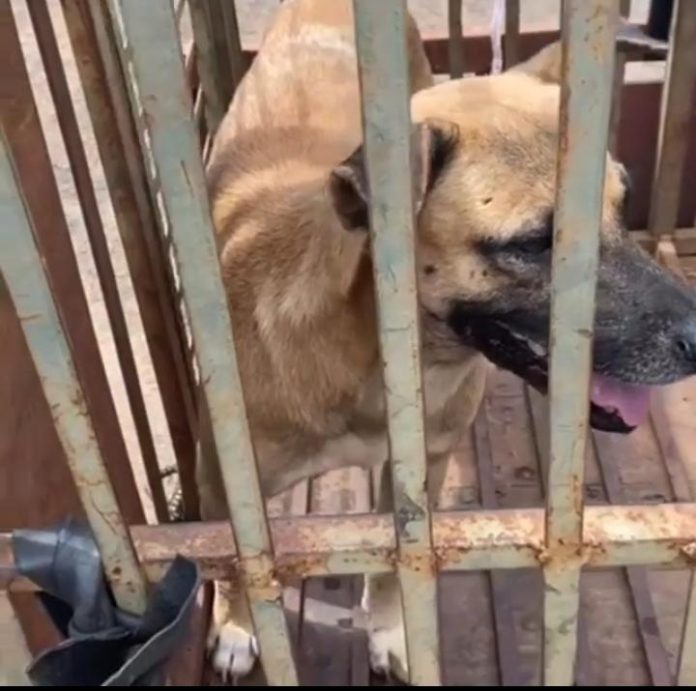 Denúncia de extermínio de cães causa exonerações e resgates em Estreito