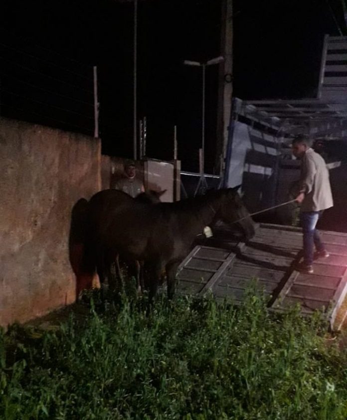 Cavalos são capturados na avenida Pedro Neiva