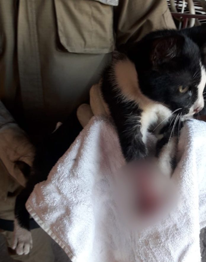 Gato é resgatado após ficar preso tentando fugir de cachorro