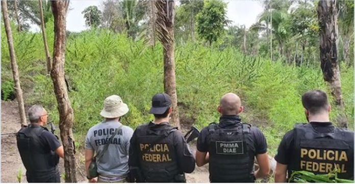 Operação encontra plantio com mais de 35 mil pés de maconha no MA