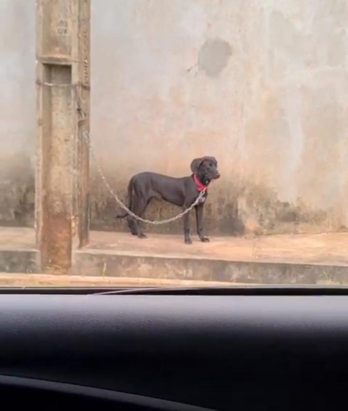 Dono explica o motivo de cachorra ter sido amarrada em poste