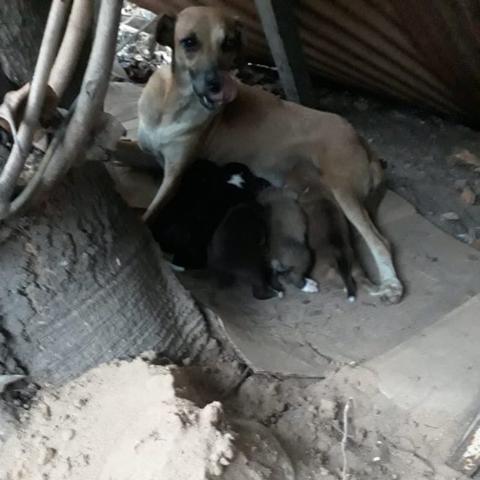 Cachorra com 8 filhotes é resgatada de buraco em terreno baldio