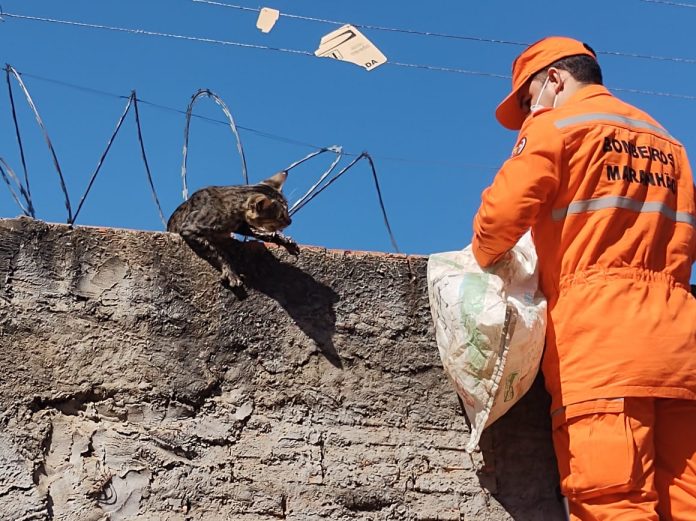 Bombeiros resgatam gato preso em cerca de arame farpado