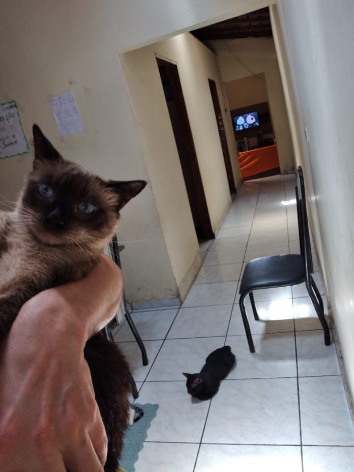 Gato é internado após ser agredido a pauladas por vizinho da família