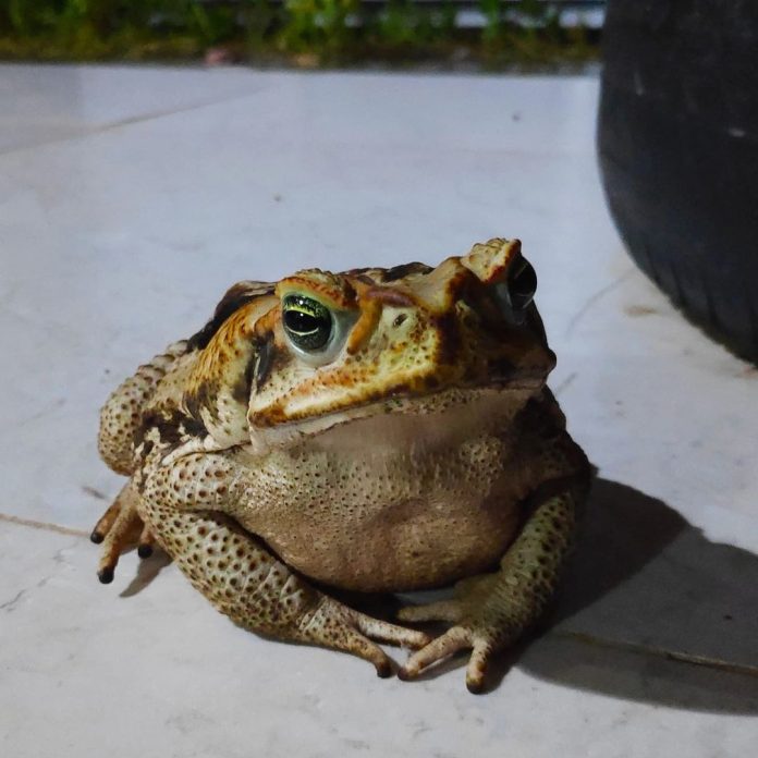 Sapo imperatrizense faz sucesso nas redes sociais