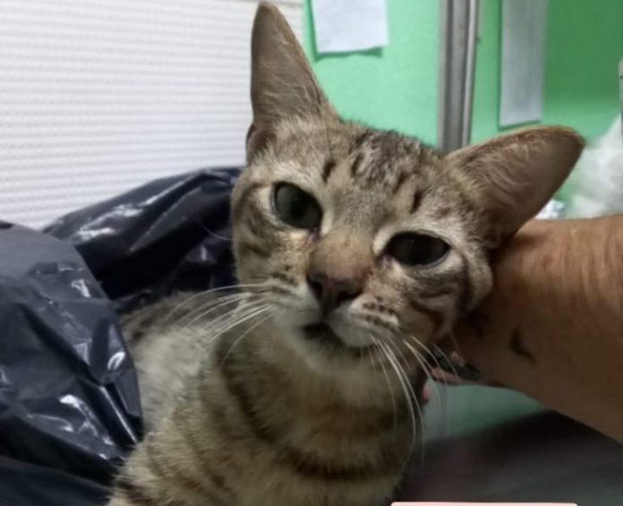 Cinco tiros de chumbinho são encontrados em gato abandonado