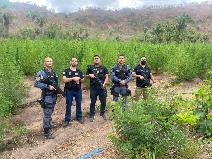 Mais de 54 mil pés de maconha são apreendidos no Maranhão