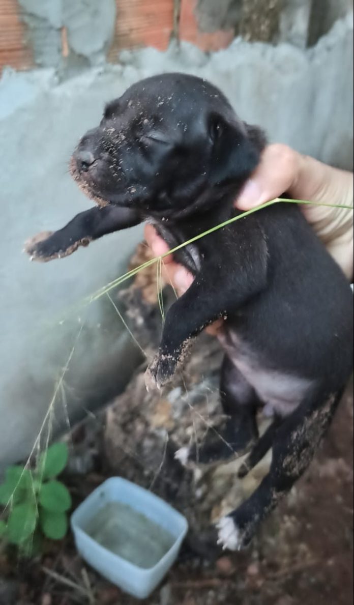 Cadela com oito filhotes é abandonada em terreno no bairro Bacuri