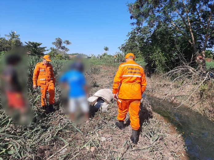 Égua prenha é resgatada após ficar presa em lama no bairro São José