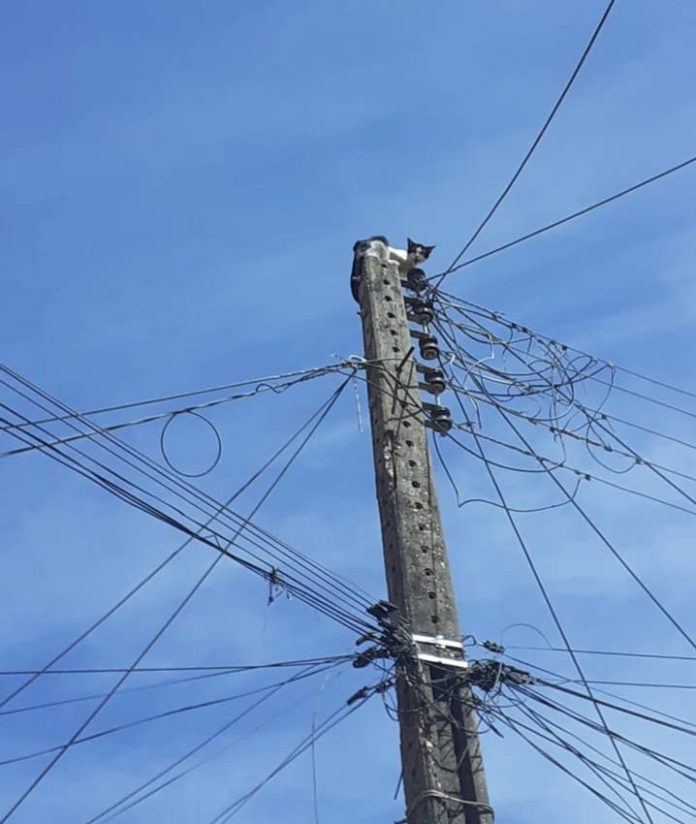 Gato é resgatado de cima de poste