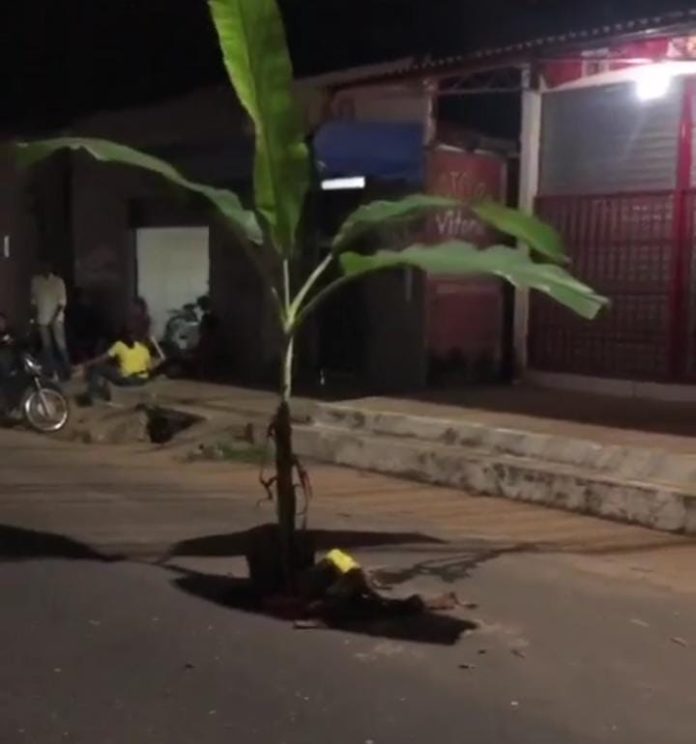 Moradores colocam bananeira para sinalizar buraco na rua do Arame, Vilinha