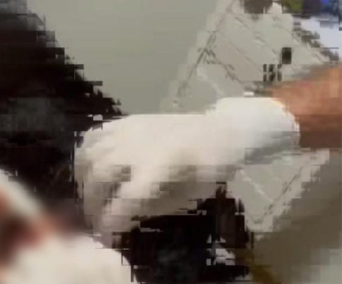 Homem é preso após atirar na cabeça de cachorro em Açailândia