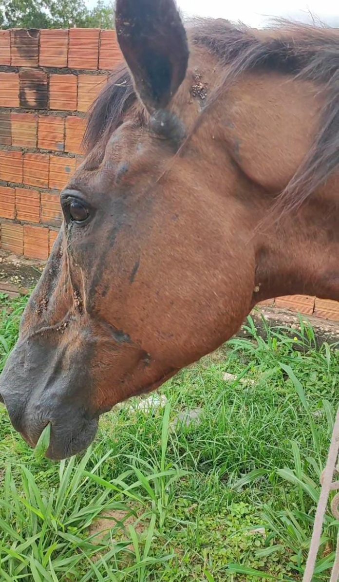 Cavalo é encontrado em situação de maus-tratos no Conjunto Vitória