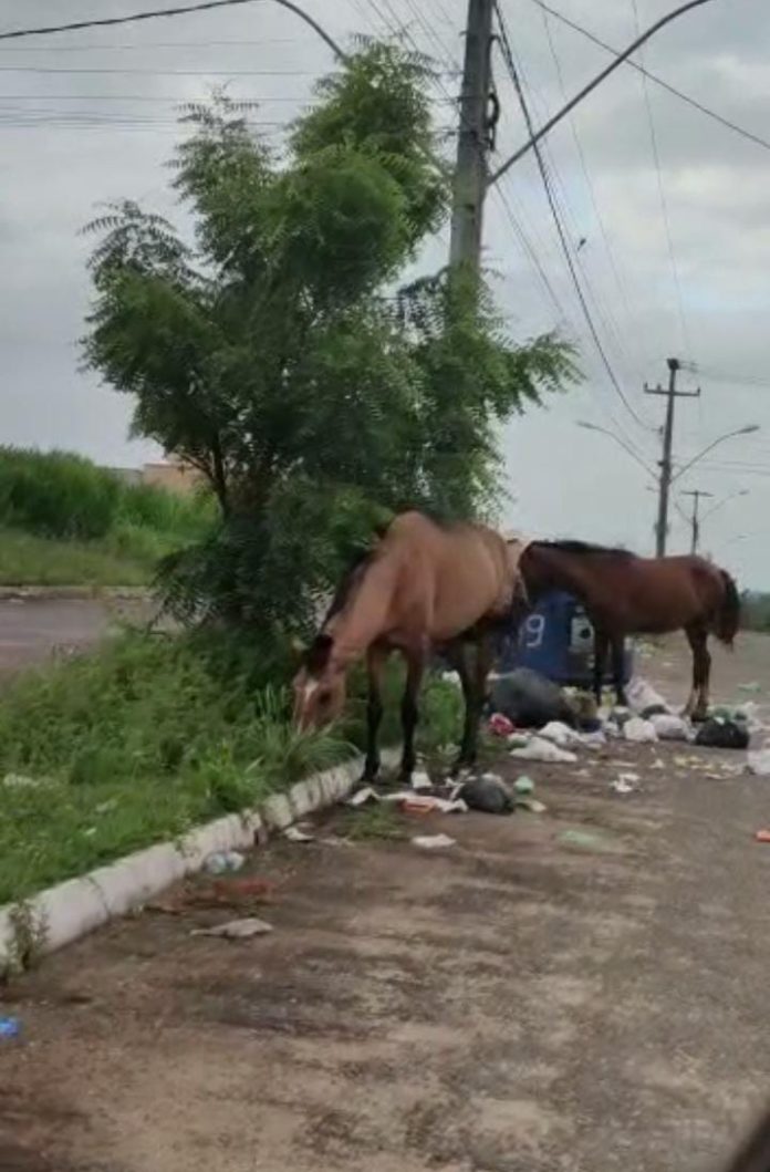 Cavalos soltos causam risco de acidentes e espalham lixo no Residencial Verona