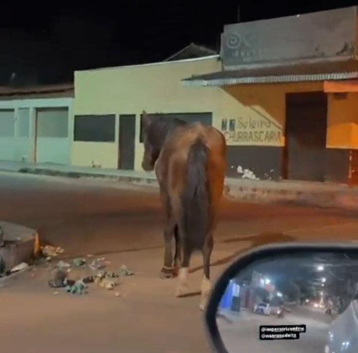 Motorista flagra cavalo andando com patas amarradas em rua no Centro