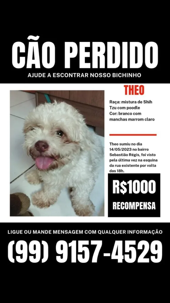 Tutora oferece recompensa de R$ 1 mil para quem encontrar cachorro perdido 1 Imagens de Notícias de Imperatriz