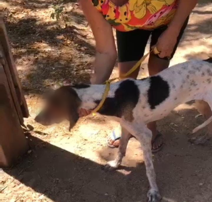 Abrigo pede ajuda para tratamento de cadela encontrada com os olhos furados