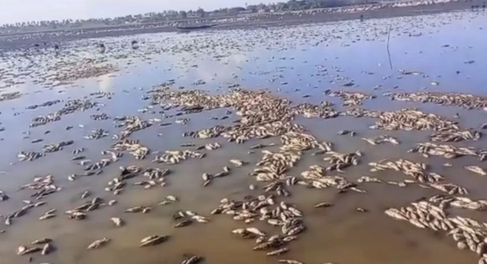 Milhares de peixes são encontrados mortos em lago no Maranhão