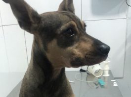 Tutora pede ajuda para pagar internação e medicamentos de cão picado por animal peçonhento