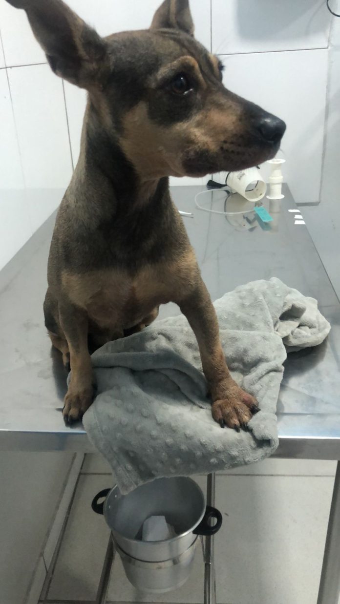 Tutora pede ajuda para pagar internação e medicamentos de cão picado por animal peçonhento