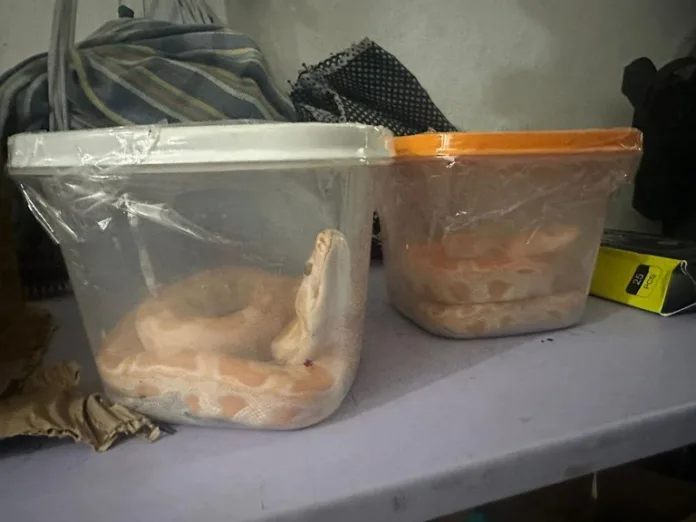 Cobras, jacarés e até aranhas: PF prende homem no MA envolvido em esquema nacional de tráfico de animais Cobras, jacarés e até aranhas: PF prende homem no MA envolvido em esquema nacional de tráfico de animais
