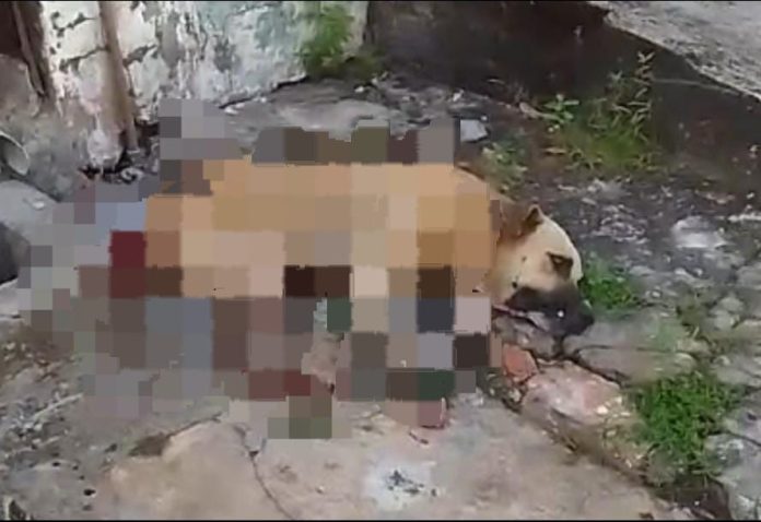 Homem é preso após matar cachorro com golpe de facão em Bacabal