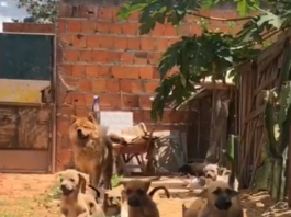 Tem feirinha de adoção em Imperatriz neste final de semana