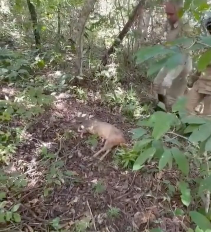 Bombeiros capturam veado em casa no Residencial Verona 2 Imagens de Notícias de Imperatriz