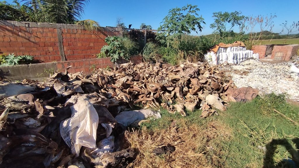 Operação apura denúncias de irregularidades no uso de ossadas de bovinos e suínos em Imperatriz e Açailândia 3 Imagens de Notícias de Imperatriz